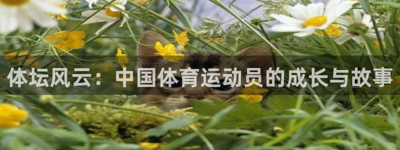 nba极速体育无插件在线观看：体坛风云：中国体育运动员的成长与故事